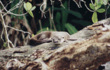 loutre.gif (106222 bytes)